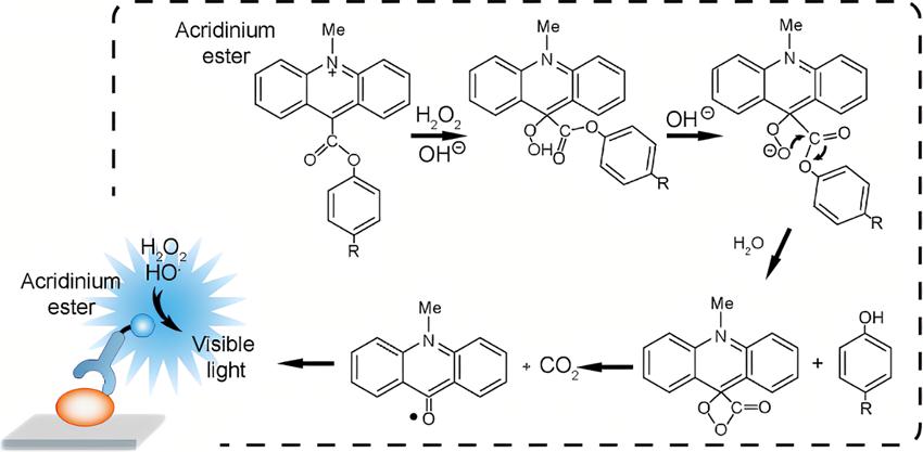 acridinium-ester-20240924-1.jpg